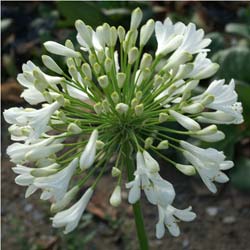 agapanthus alba 1